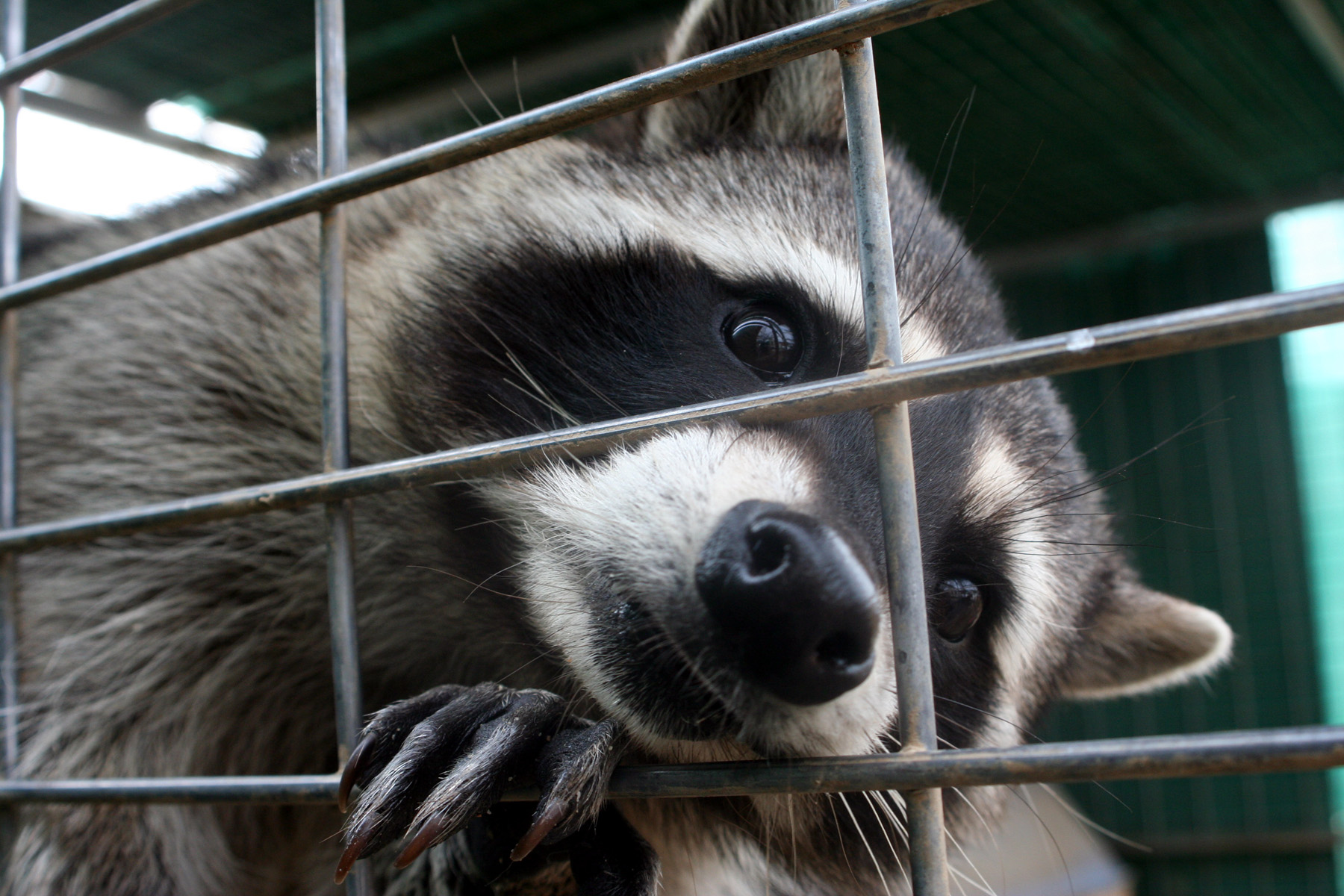 ukrainian-sentenced-to-five-years-in-jail-for-work-on-raccoon-stealer