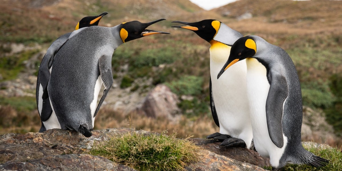 mixing-rust-and-c-in-linux-likened-to-cancer-by-kernel-maintainer