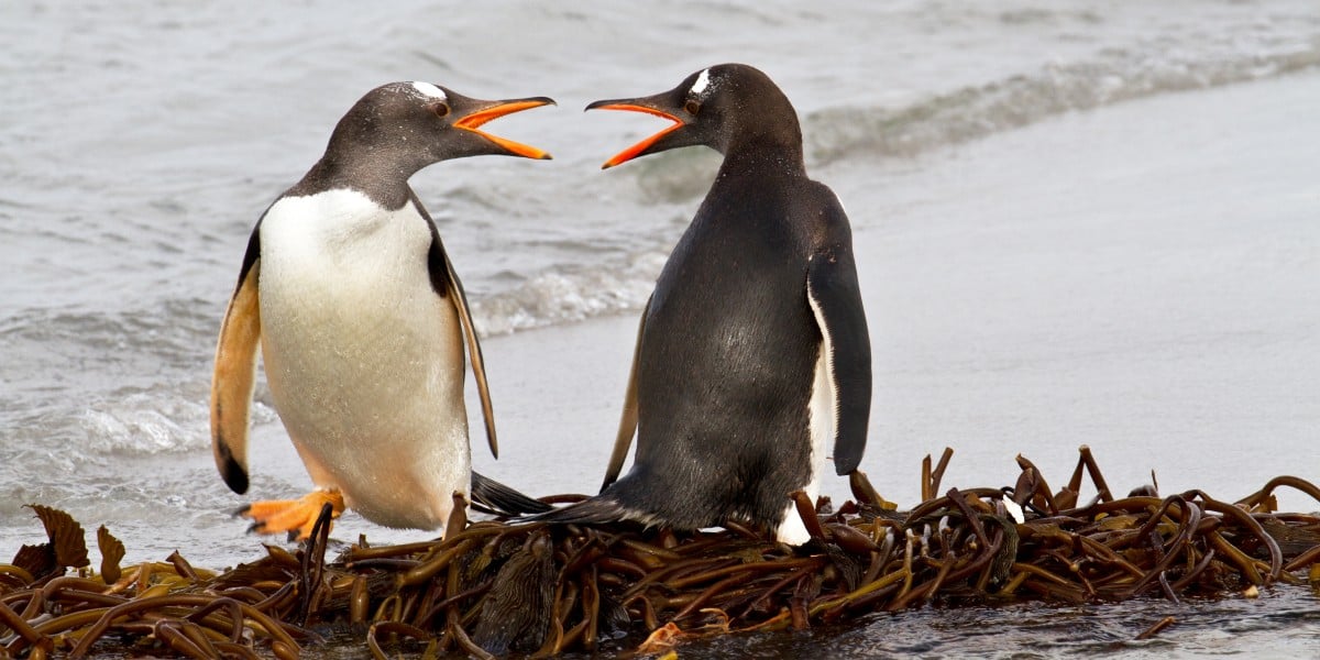 linux-royalty-backs-adoption-of-rust-for-kernel-code,-says-its-rise-is-inevitable