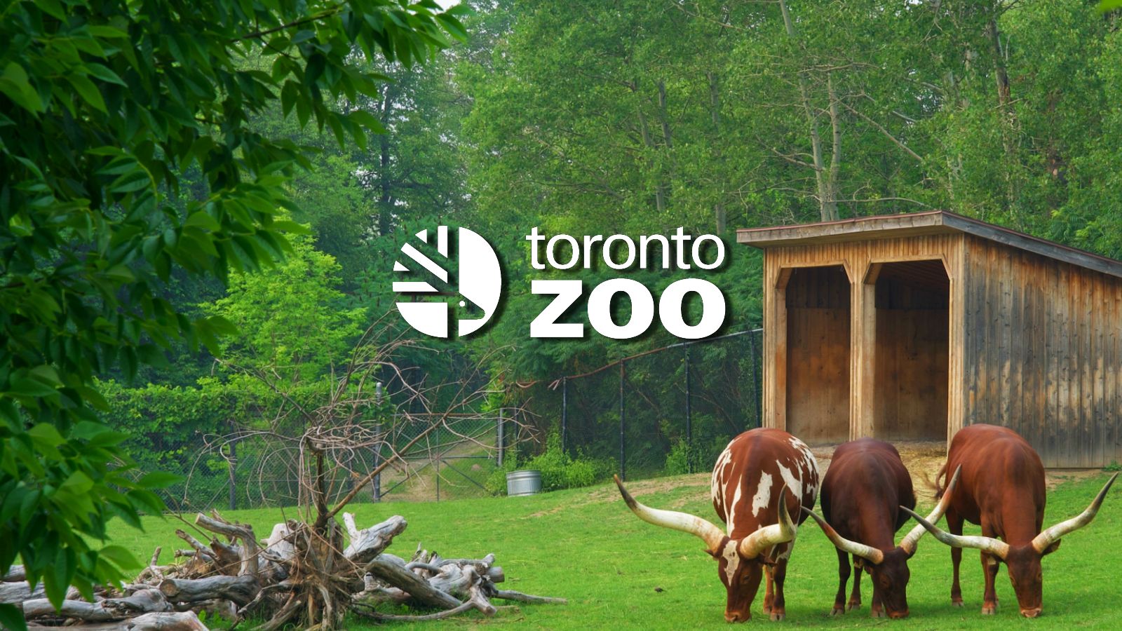 toronto-zoo-shares-update-on-last-year’s-ransomware-attack