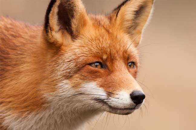 get-off-that-old-firefox-by-friday-or-you’ll-be-sorry,-says-moz