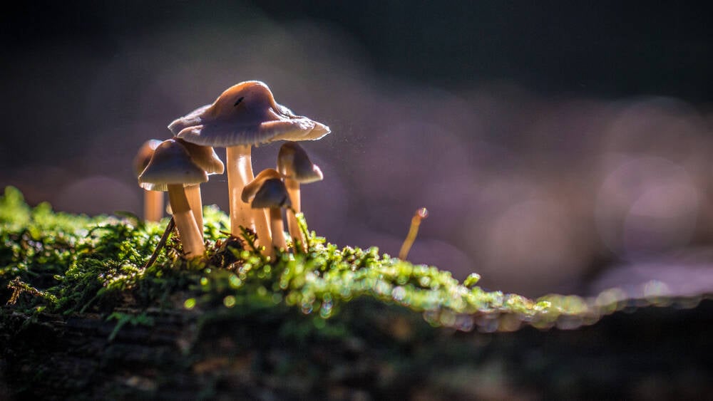 amid-cve-funding-fumble,-‘we-were-mushrooms,-kept-in-the-dark,’-says-board-member amid-cve-funding-fumble,-‘we-were-mushrooms,-kept-in-the-dark,’-says-board-member