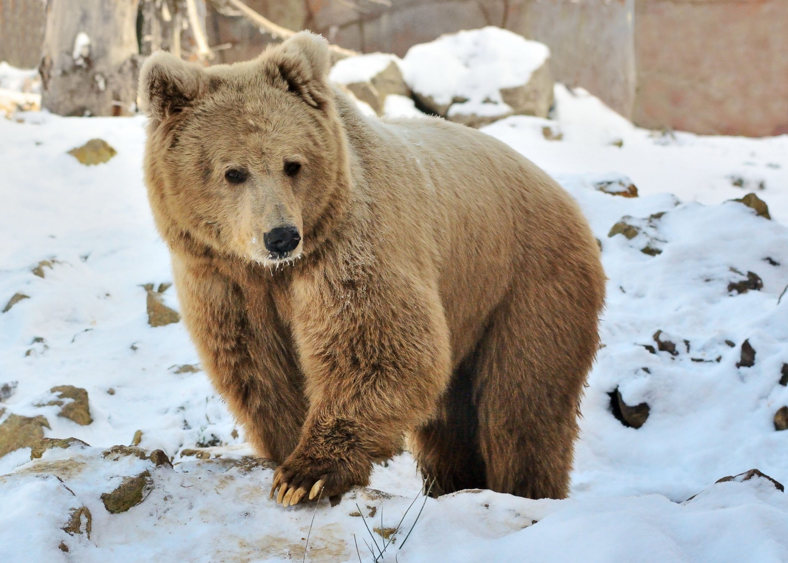 you-say-cozy-bear,-i-say-midnight-blizzard,-voodoo-bear,-apt29-…