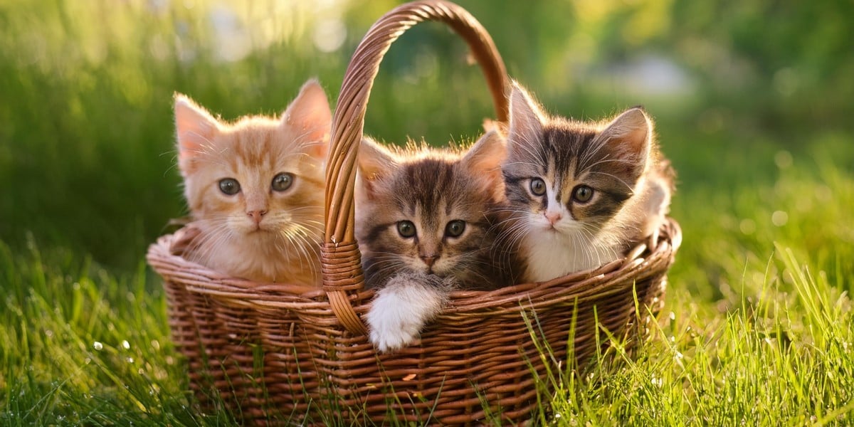 that-whatsapp-from-an-israeli-infosec-expert-could-be-a-iranian-phish