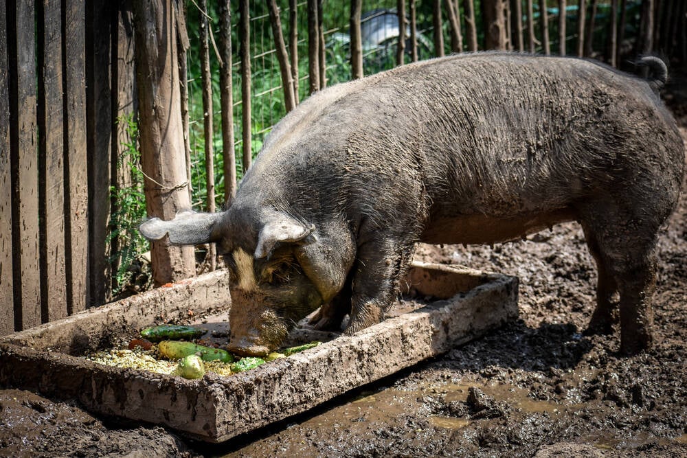 curl-creator-mulls-nixing-bug-bounty-awards-to-stop-ai-slop