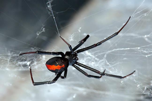fbi:-watch-out-for-these-signs-scattered-spider-is-spinning-its-web-around-your-org