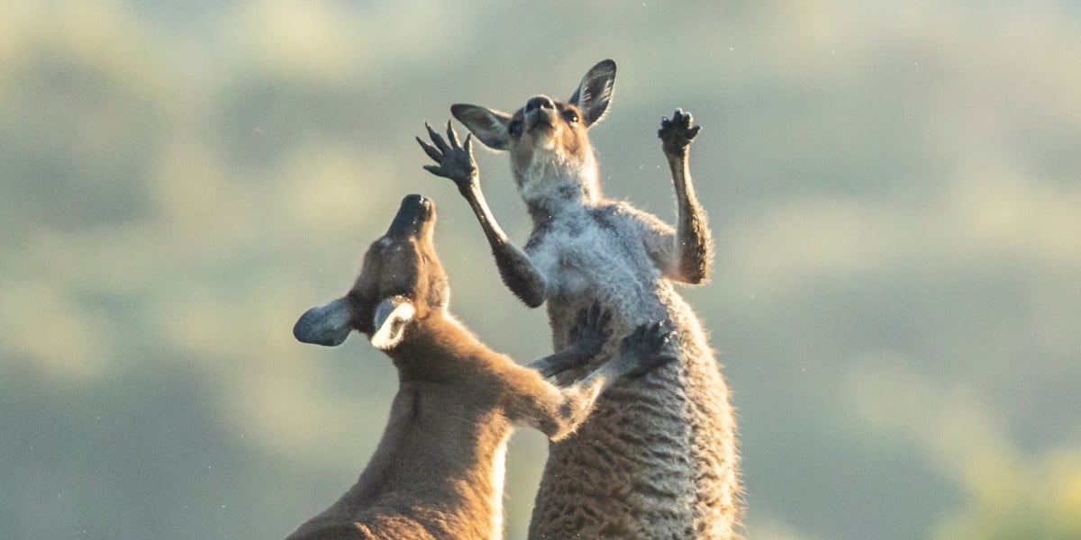 no-honor-among-thieves-as-0apt-threatens-rival-ransomware-gang-krybit