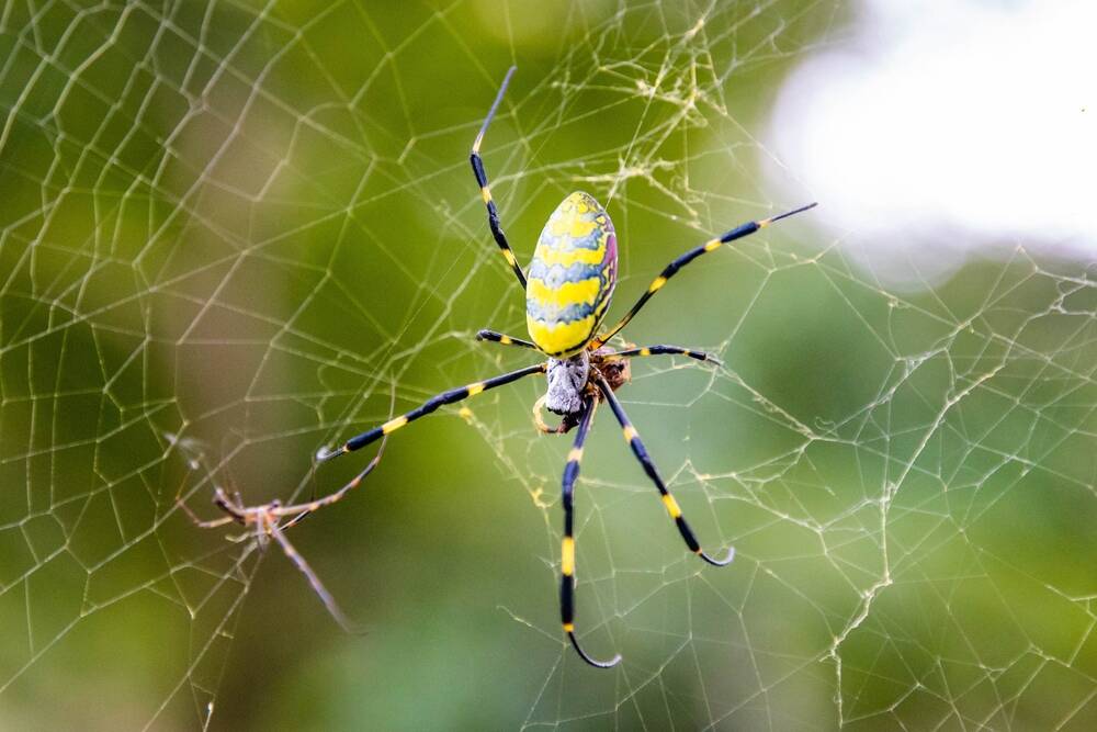 scot-becomes-second-scattered-spider-linked-crook-to-plead-guilty-in-us scot-becomes-second-scattered-spider-linked-crook-to-plead-guilty-in-us