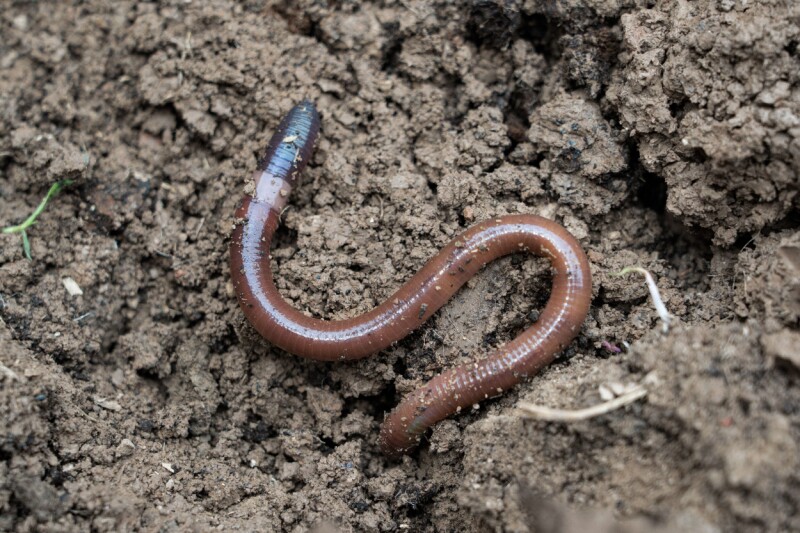 worm-rubs-out-competitor’s-malware,-then-takes-control worm-rubs-out-competitor’s-malware,-then-takes-control