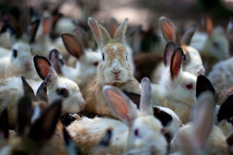 welcome-to-the-vulnpocalypse,-as-vendors-use-ai-to-find-bugs-and-patches-multiply-like-rabbits