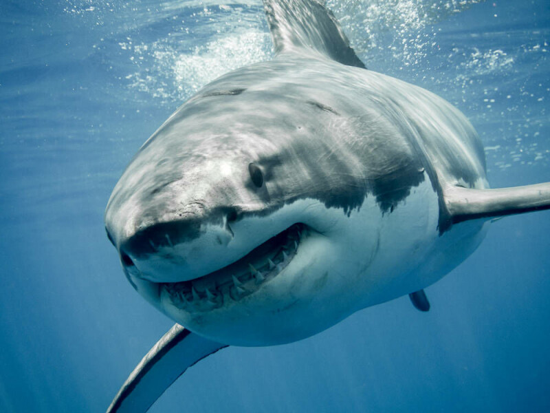 megalodon-chums-the-waters-in-5.5k+-github-repo-poisonings megalodon-chums-the-waters-in-5.5k+-github-repo-poisonings