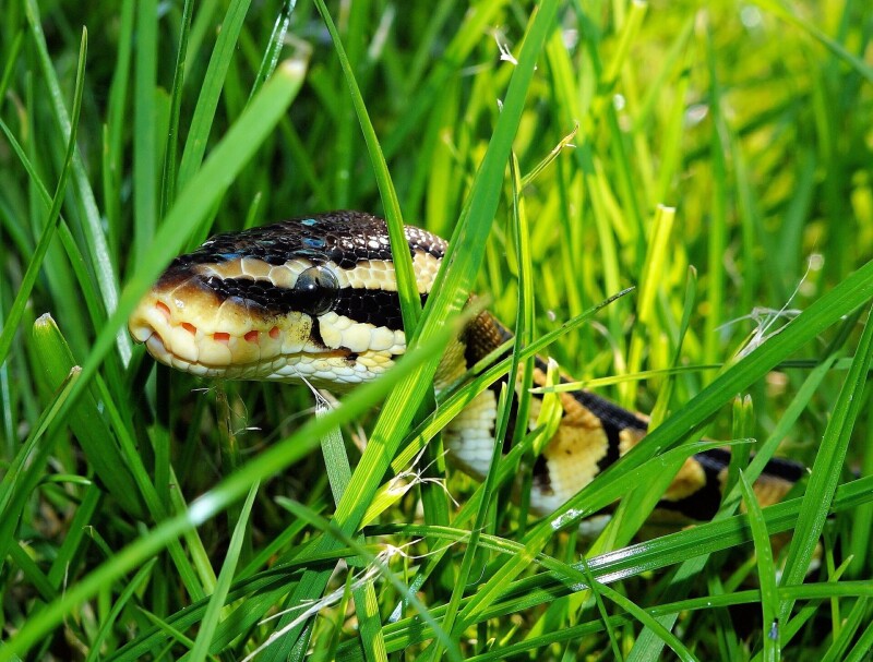 python-dev-saved-from-disaster-by-intuition…-and-ai python-dev-saved-from-disaster-by-intuition…-and-ai