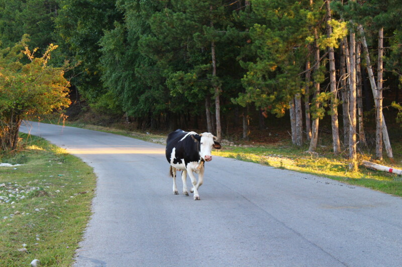 claude-sonnet-5.0-heads-straight-down-the-middle-of-the-road-to-dodge-controversy claude-sonnet-5.0-heads-straight-down-the-middle-of-the-road-to-dodge-controversy