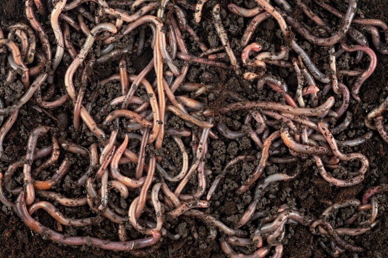 word-worm-crawls-into-copilot,-spreads-chaos word-worm-crawls-into-copilot,-spreads-chaos