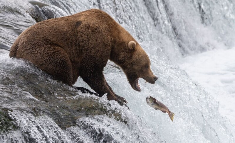 bigbear-phishing-crew-nets-thousands-of-microsoft-365-credentials